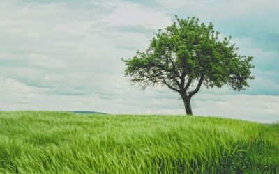 De las cenizas crece un árbol